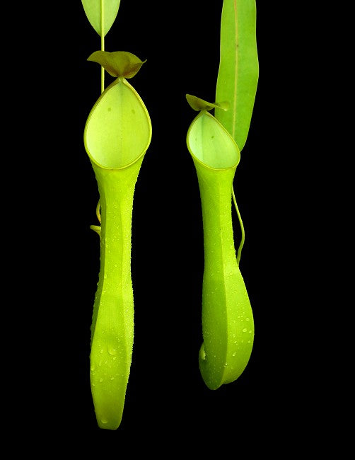 Nepenthes reinwardtiana  BE-3159