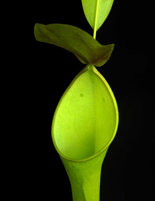 Nepenthes reinwardtiana  BE-3159