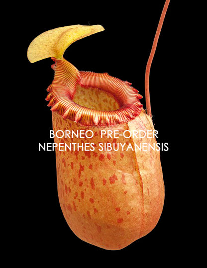 Nepenthes sibuyanensis BE-3164