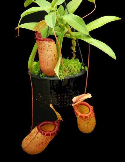 Nepenthes sibuyanensis BE-3164