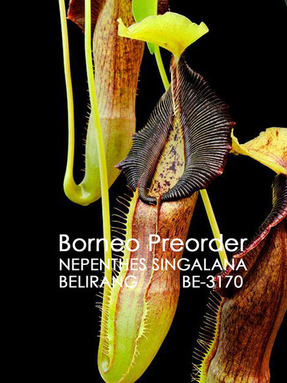 Nepenthes singalana  Belirang  BE-3170