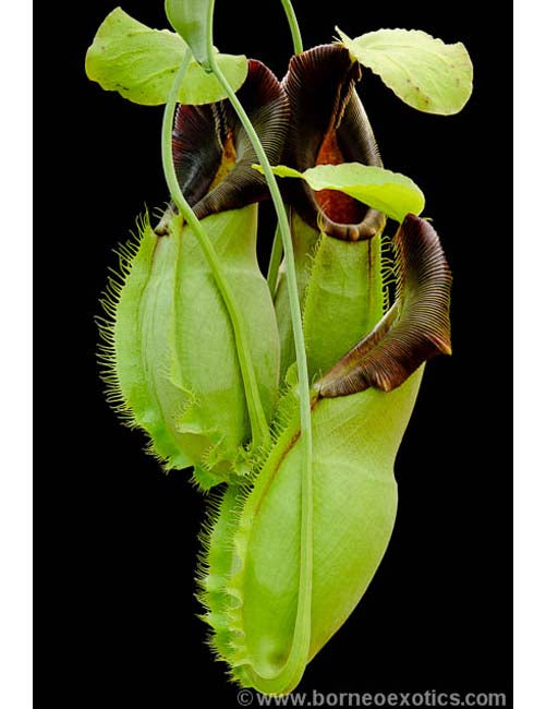Nepenthes spathulata  BE-3175  Best Selected Clone