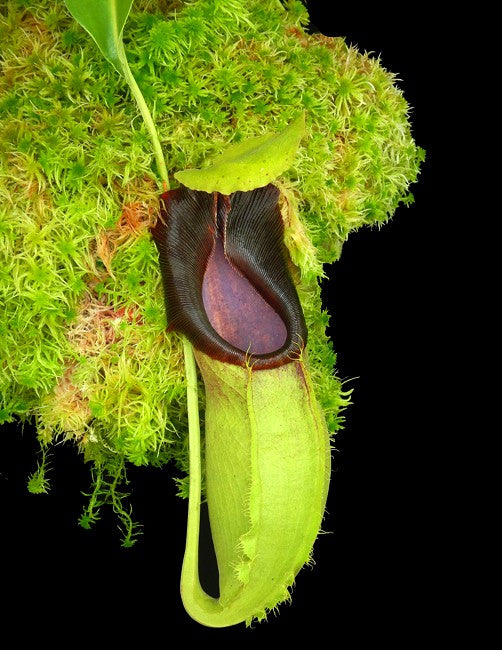 Nepenthes spathulata  BE-3175  Best Selected Clone