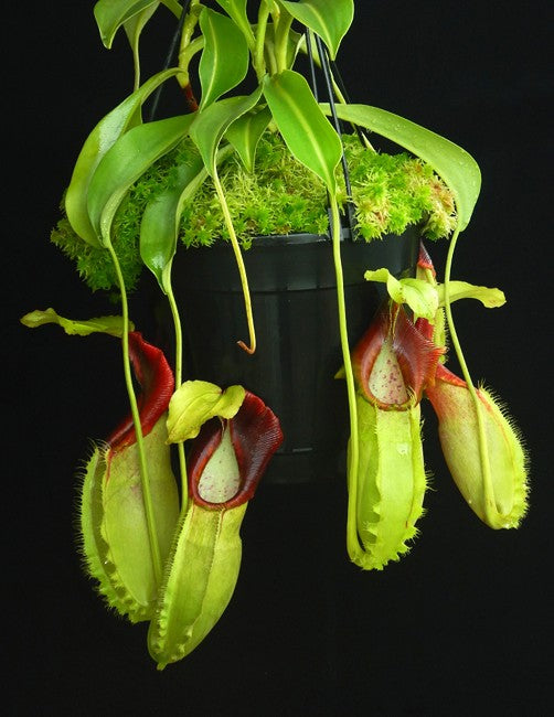 Nepenthes spathulata  BE-3175  Best Selected Clone