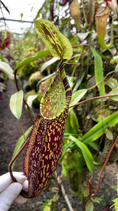 Nepenthes spectabilis "Sibuyatan" BE-3177