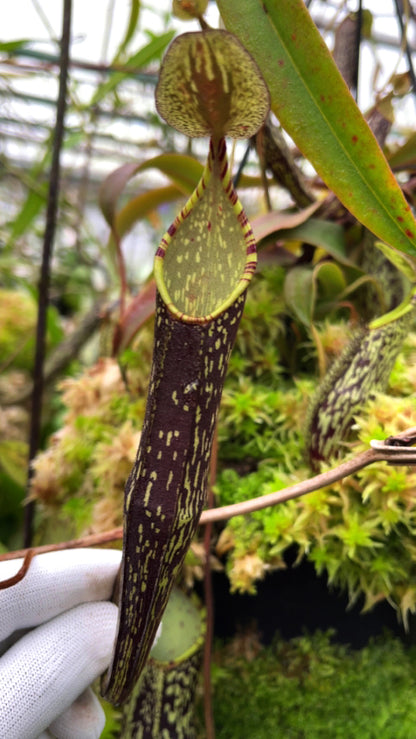 Nepenthes spectabilis "Sibuyatan" BE-3177