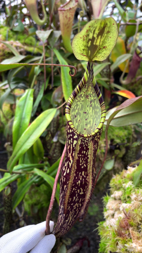 Nepenthes spectabilis "Sibuyatan" BE-3177