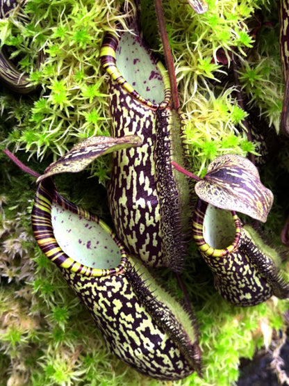 Nepenthes spectabilis "Sibuyatan" BE-3177