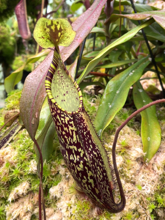 Nepenthes spectabilis  "Sibuyatan"  BE-3177
