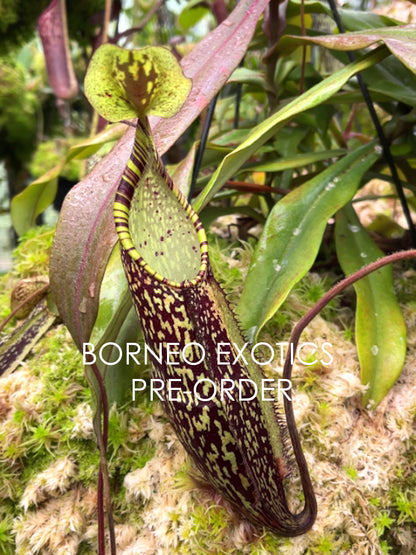 Nepenthes spectabilis "Sibuyatan" BE-3177