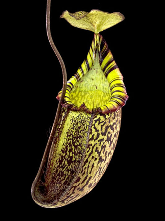 Nepenthes spectabilis x mira BE-3181