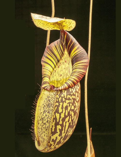 Nepenthes spectabilis x mira  BE-3181