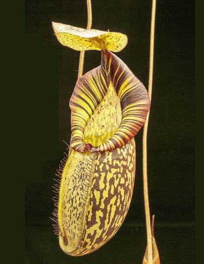 Nepenthes spectabilis x mira  BE-3181