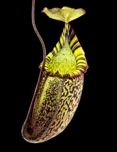 Nepenthes spectabilis x mira  BE-3181