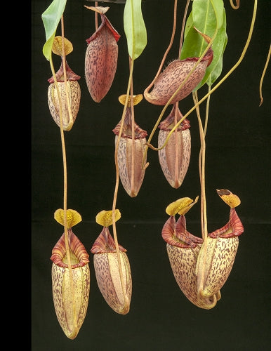 Nepenthes spectabilis x mira  BE-3181