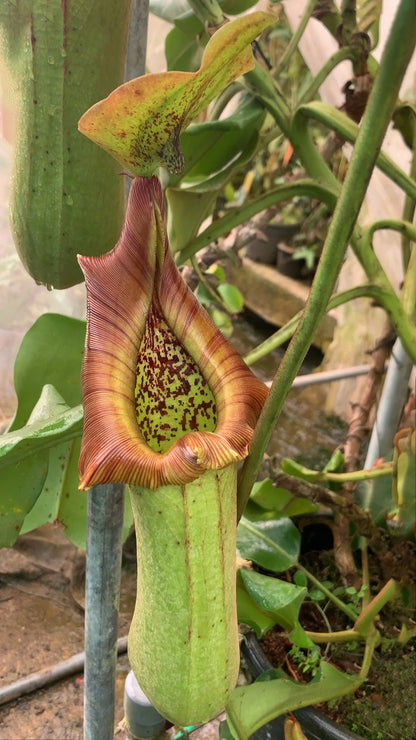 Nepenthes truncata Pasian Highland BE-3203