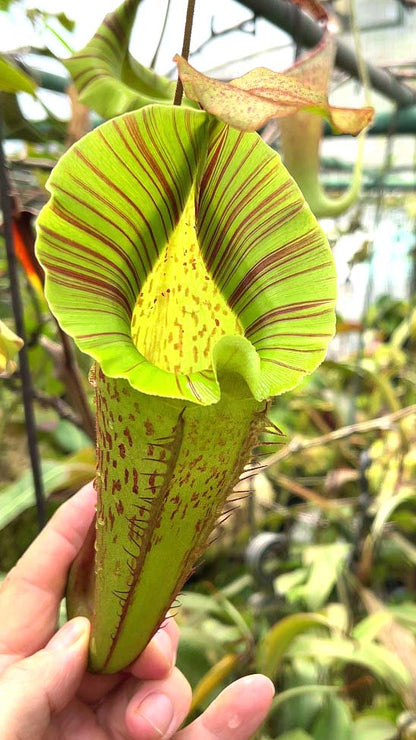 Nepenthes veitchii x platychila BE-3213