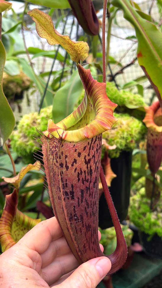 Nepenthes veitchii x platychila BE-3213