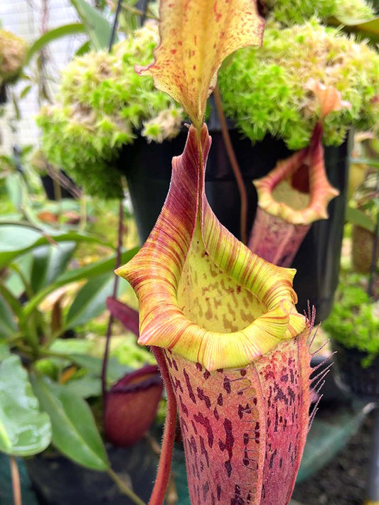 Nepenthes veitchii x platychila BE-3213