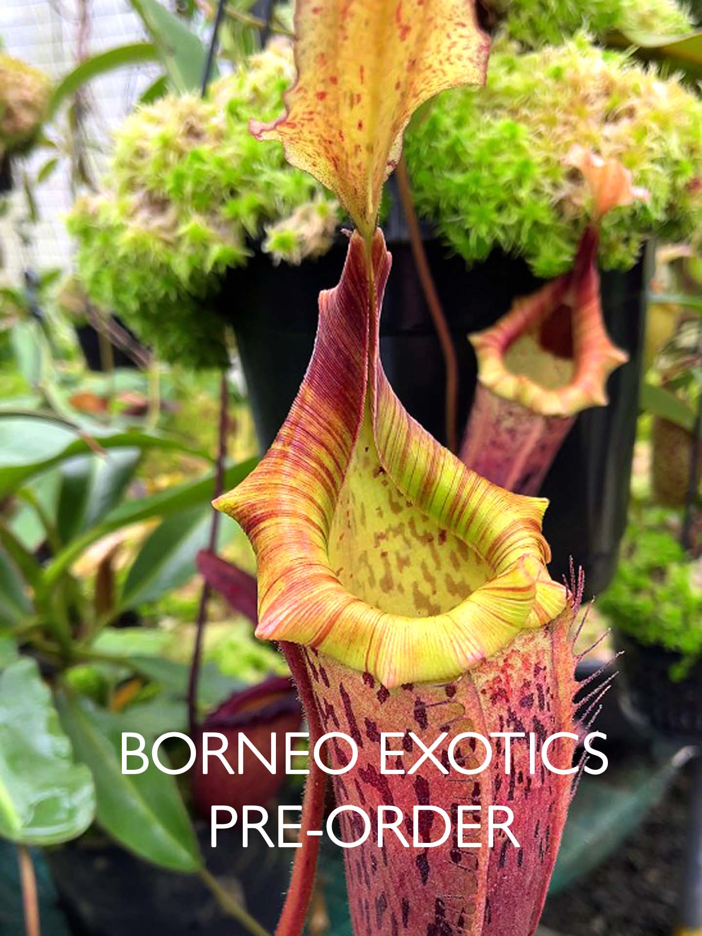 Nepenthes veitchii x platychila BE-3213