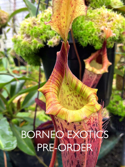 Nepenthes veitchii x platychila BE-3213
