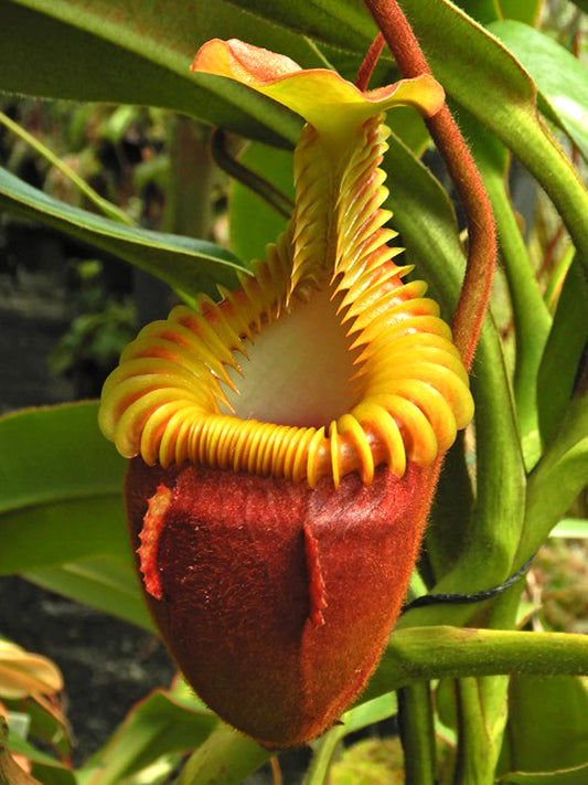 NEW ENTRY!! Nepenthes villosa  "Best Selected Clone" BE-3225  XS SIZE