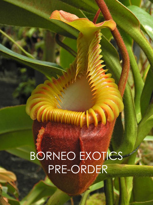 Nepenthes villosa "Best Selected Clone" BE-3225