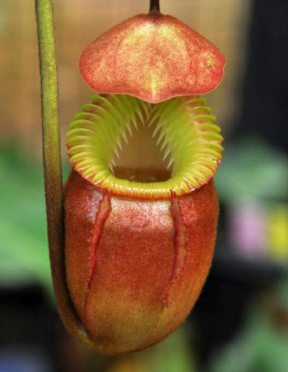 Nepenthes villosa  BE-3225