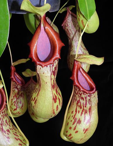 Nepenthes burkei BE-3254