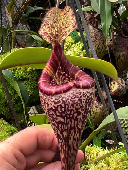 Nepenthes vogelii  BE-3256  Selected Clone