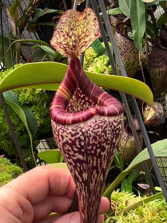 Nepenthes vogelii  BE-3256  Selected Clone