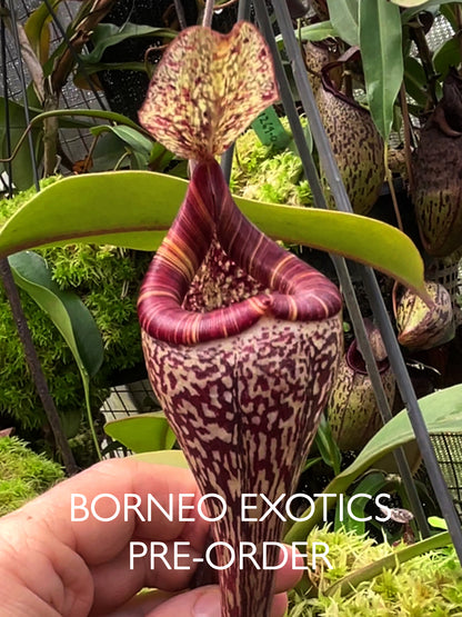 Nepenthes vogelii  BE-3256  Selected Clone