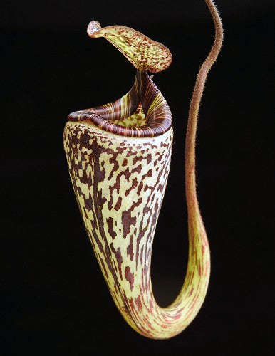 Nepenthes vogelii  BE-3256  Selected Clone