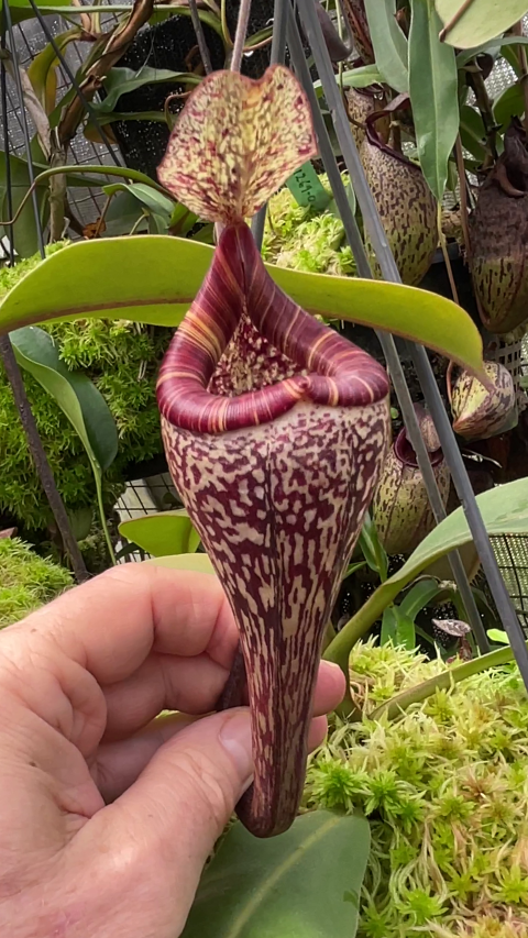 Nepenthes vogelii  BE-3256  Selected Clone