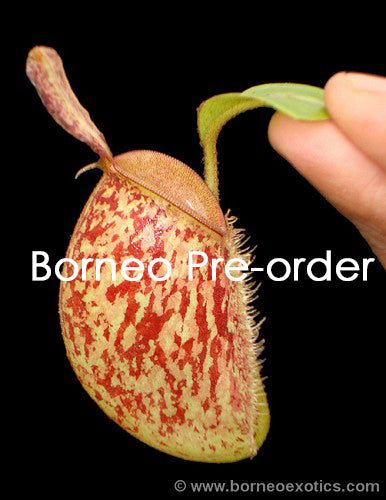 Nepenthes ampullaria "Bronze Nabire" BE-3304