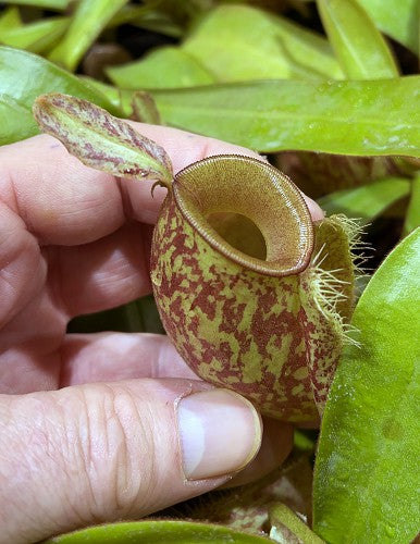 Nepenthes ampullaria "Bronze Nabire" BE-3304