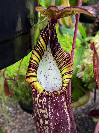 Nepenthes spectabilis "Perkinson Giant"  BE-3322