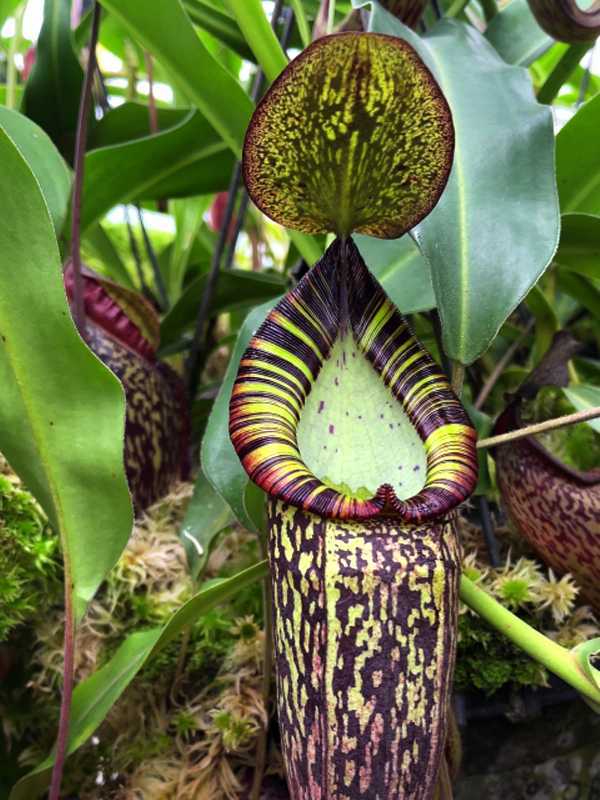 Nepenthes spectabilis "Perkinson Giant"  BE-3322