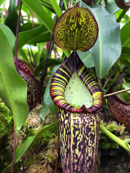 Nepenthes spectabilis "Perkinson Giant"  BE-3322