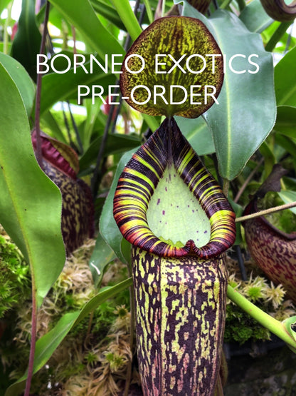 Nepenthes spectabilis "Perkinson Giant"  BE-3322