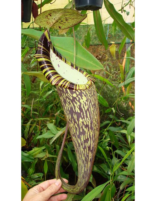 Nepenthes spectabilis "Perkinson Giant"  BE-3322