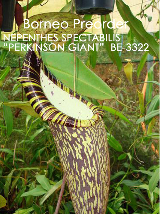 Nepenthes spectabilis "Perkinson Giant"  BE-3322