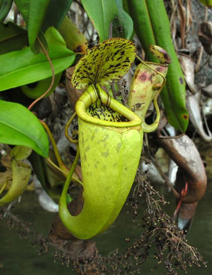 Nepenthes treubiana "Andamata" BE-3340