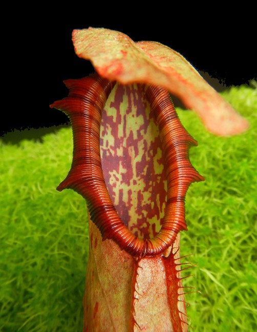 Nepenthes northiana  BE-3357