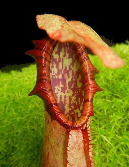 Nepenthes northiana  BE-3357  Best Selected Clone