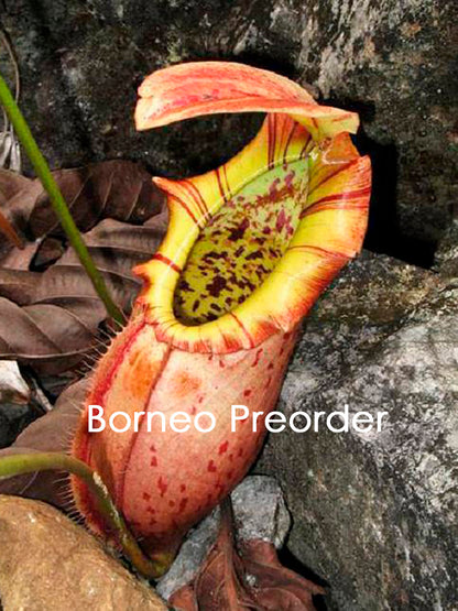 Nepenthes northiana  BE-3357  Best Selected Clone