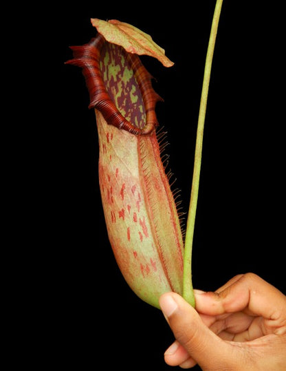 Nepenthes northiana  BE-3357  Best Selected Clone