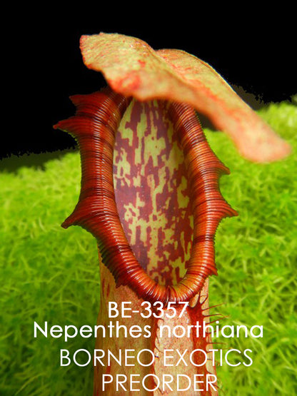 Nepenthes northiana  BE-3357  Best Selected Clone