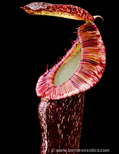 Nepenthes mirabilis var. echinostome BE-3372
