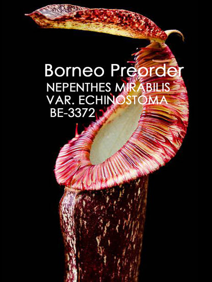 Nepenthes mirabilis var. echinostoma  BE-3372